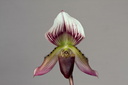 Paphiopedilum callosum