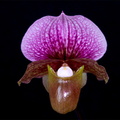 Paphiopedilum charlesworthii