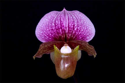 Paphiopedilum charlesworthii