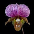 Paphiopedilum charlesworthii