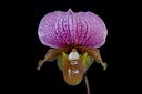 Paphiopedilum charlesworthii