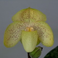 Paphiopedilum concolor