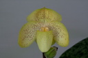 Paphiopedilum concolor