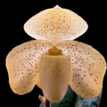 Paphiopedilum concolor