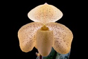 Paphiopedilum concolor