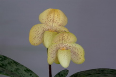 Paphiopedilum concolor