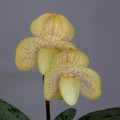 Paphiopedilum concolor