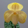 Paphiopedilum concolor