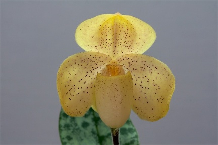 Paphiopedilum concolor