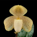 Paphiopedilum concolor