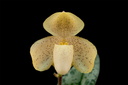 Paphiopedilum concolor