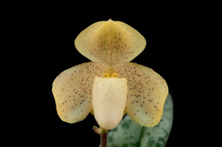 Paphiopedilum concolor