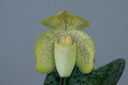 Paphiopedilum concolor