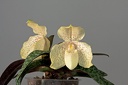 Paphiopedilum concolor