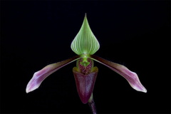 Paphiopedilum dayanum