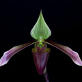 Paphiopedilum_dayanum.jpg