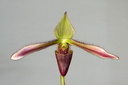 Paphiopedilum dayanum