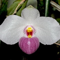 Paphiopedilum delenatii