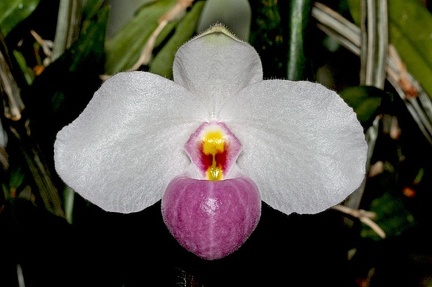 Paphiopedilum delenatii