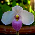 Paphiopedilum delenatii