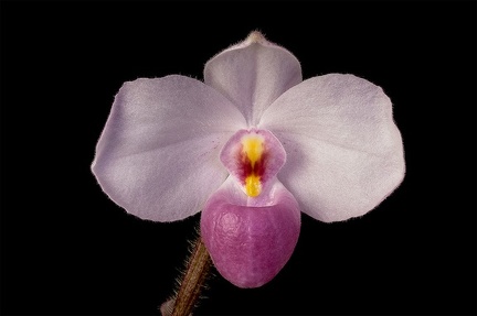 Paphiopedilum delenatii