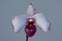 Paphiopedilum delenatii f. vinicolor