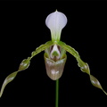 Paphiopedilum dianthum