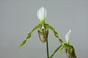 Paphiopedilum dianthum