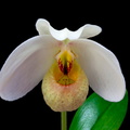 Paphiopedilum emersonii