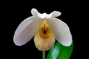 Paphiopedilum emersonii