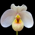 Paphiopedilum emersonii