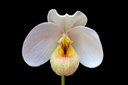 Paphiopedilum emersonii