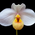 Paphiopedilum emersonii