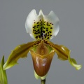 Paphiopedilum_exul1.jpg