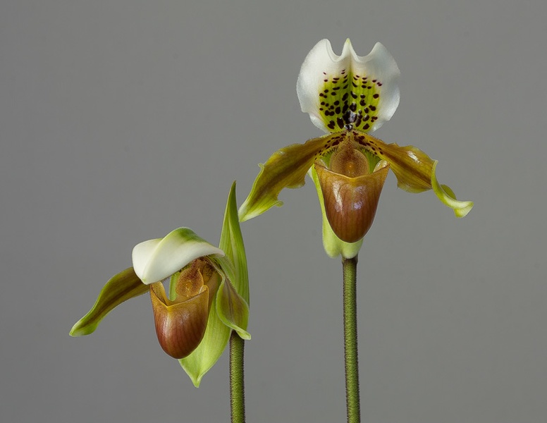 Paphiopedilum exul