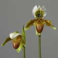 Paphiopedilum_exul2.jpg