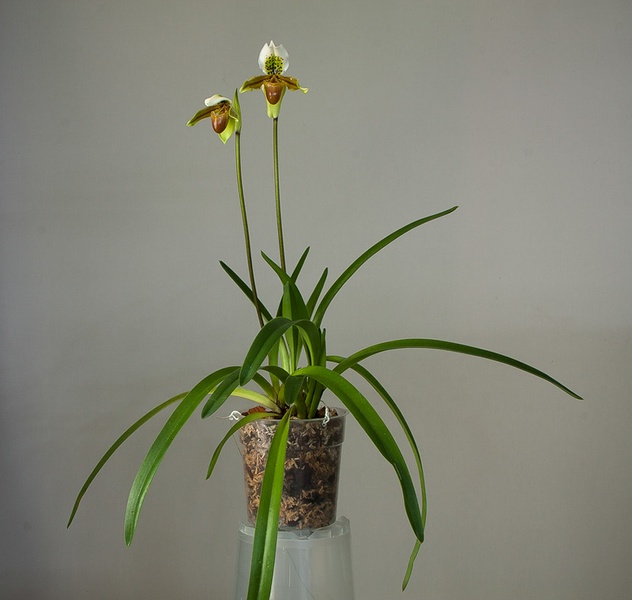 Paphiopedilum exul