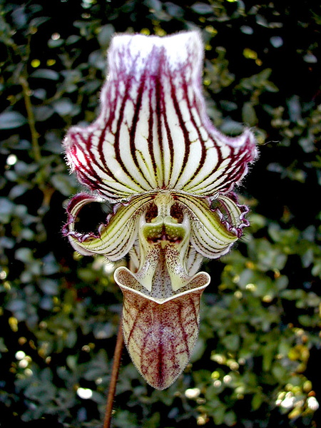 Paphiopedilum fairrieanum