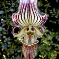 Paphiopedilum fairrieanum