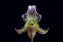 Paphiopedilum fairrieanum