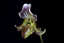 Paphiopedilum fairrieanum