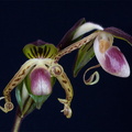 Paphiopedilum gigantifolium