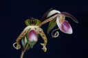 Paphiopedilum gigantifolium