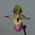 Paphiopedilum glaucophyllum