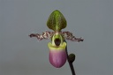 Paphiopedilum glaucophyllum