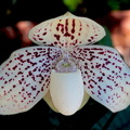 Paphiopedilum godefroyae