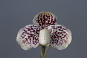 Paphiopedilum godefroyae