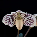 Paphiopedilum godefroyae