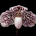 Paphiopedilum godefroyae