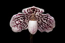 Paphiopedilum godefroyae